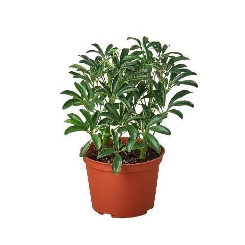 Schefflera Moonlight 'Umbrella Plant' (Schefflera arboricola)-Indoor Plants-Trendy Gardener