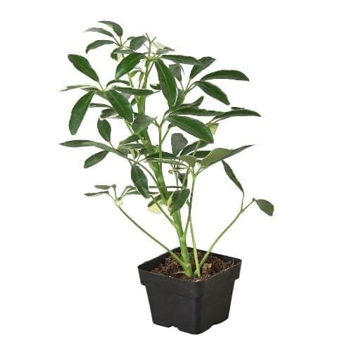 Schefflera Moonlight 'Umbrella Plant' (Schefflera arboricola)-Indoor Plants-Trendy Gardener