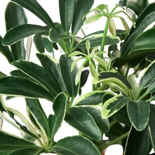 Schefflera Moonlight 'Umbrella Plant' (Schefflera arboricola)-Indoor Plants-Trendy Gardener