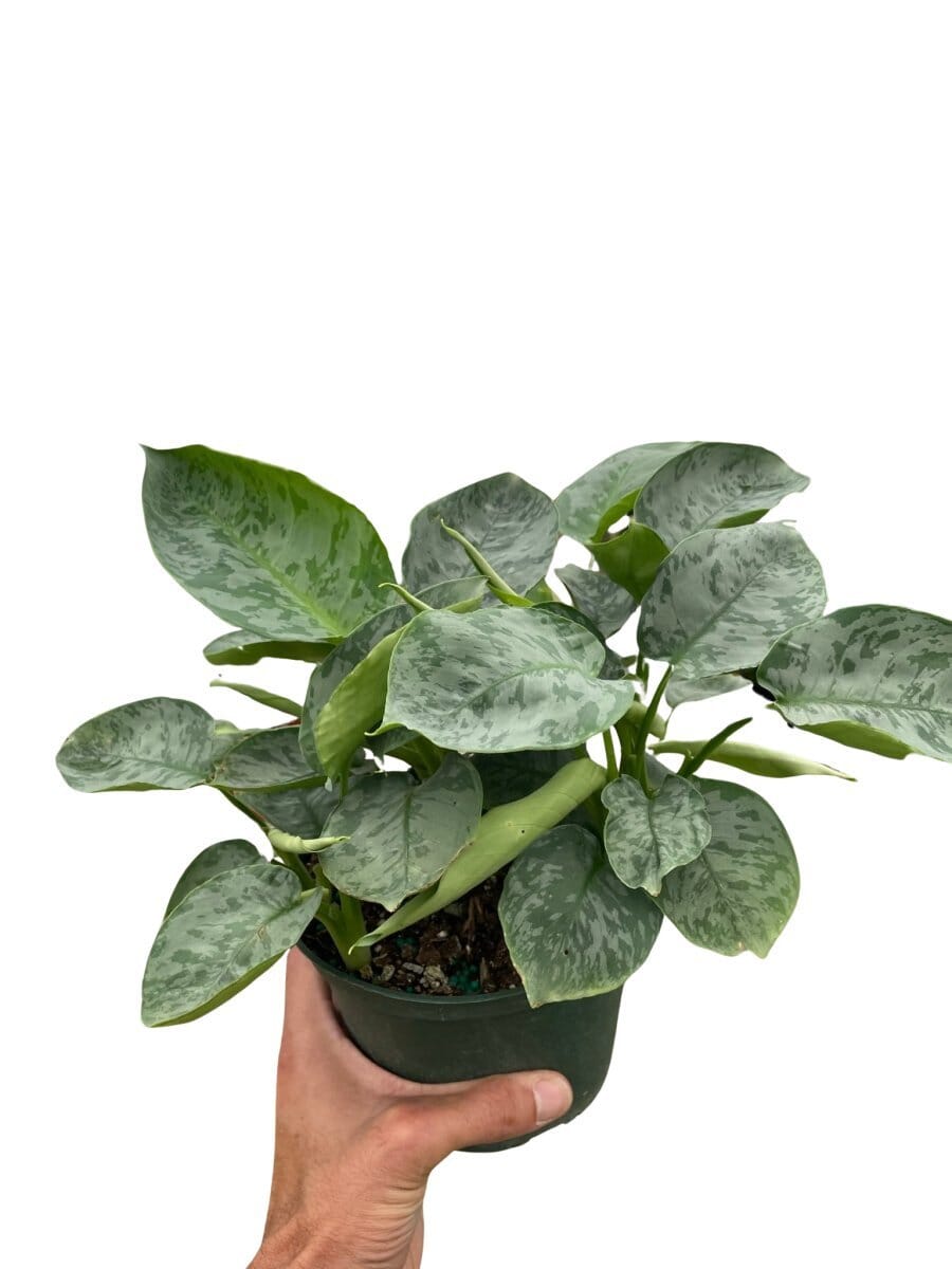 Schismatoglottis 'Sarawak'-Indoor Plants-Trendy Gardener