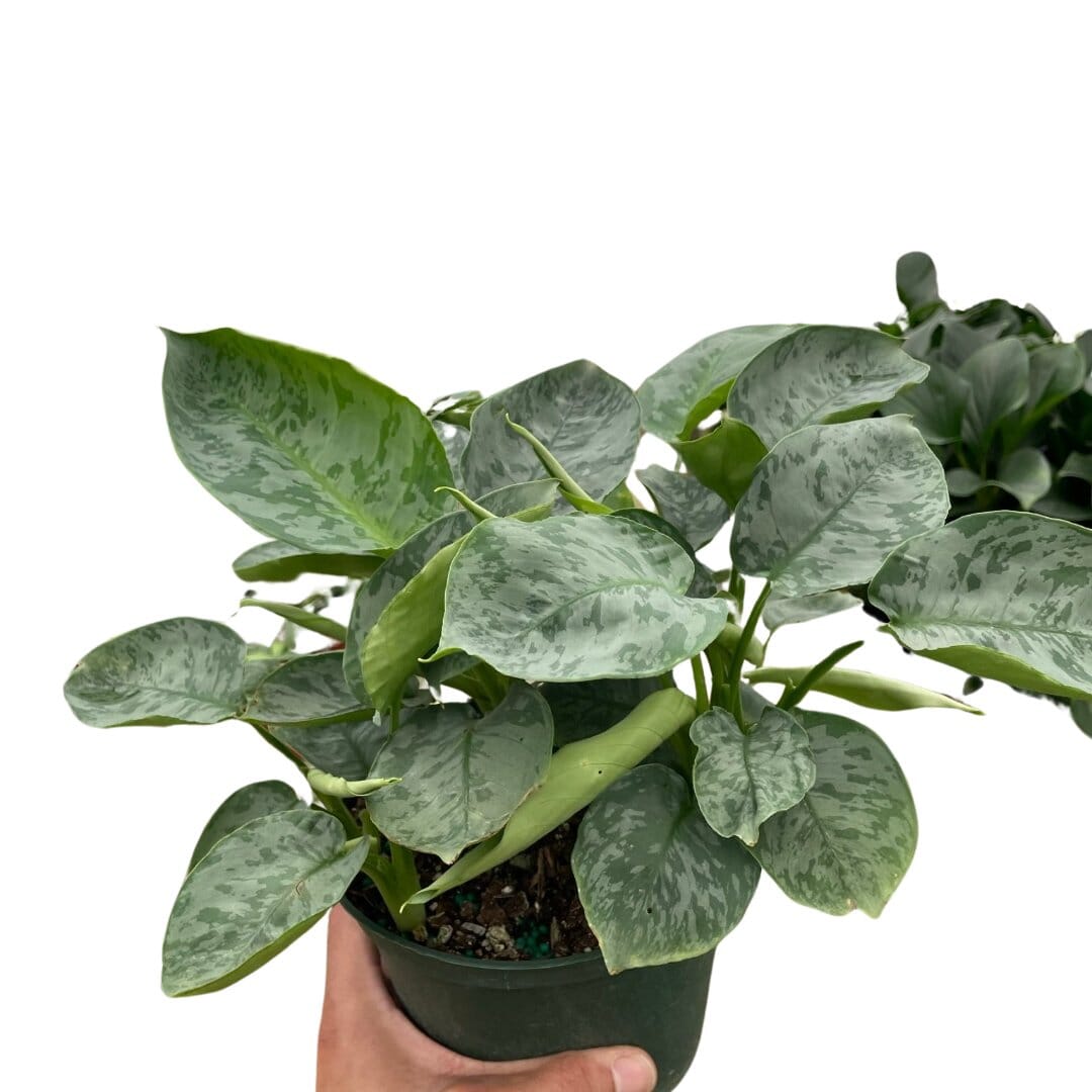 Schismatoglottis 'Sarawak'-Indoor Plants-Trendy Gardener