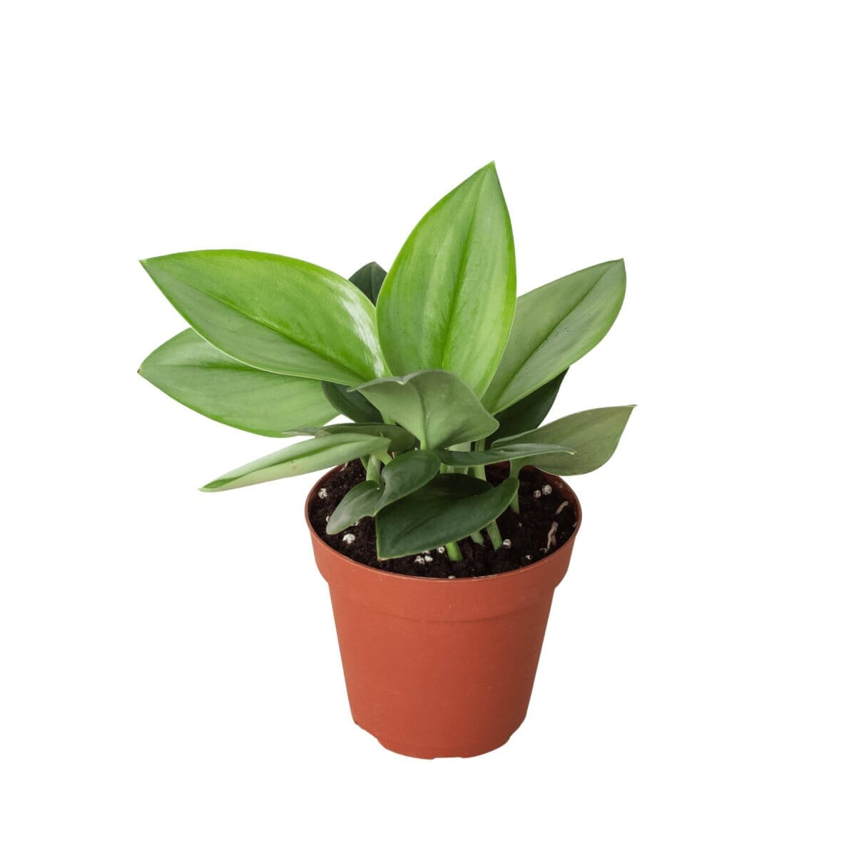 Scindapsus 'Moonlight' - 4" Pot-Accessories-Trendy Gardener