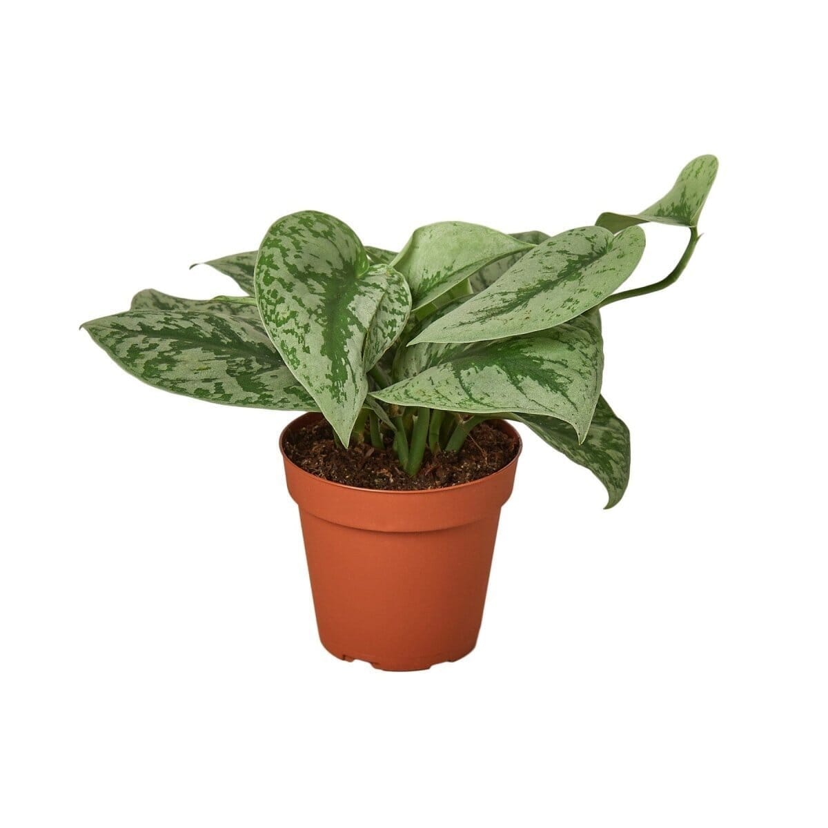 Scindapsus Pictus 'Exotica'-Indoor Plants-Trendy Gardener