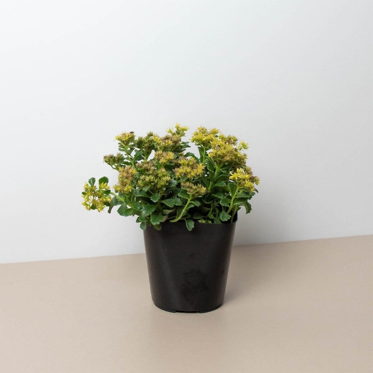 Sedum Little Miss Sunshine-Trendy Gardener