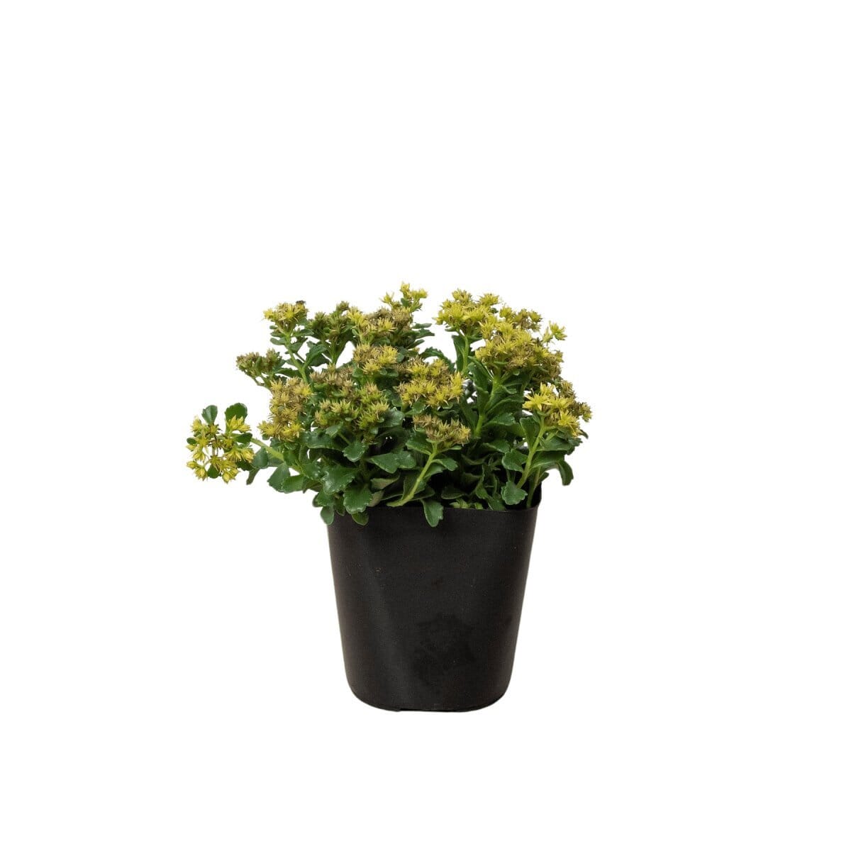 Sedum Little Miss Sunshine-Trendy Gardener