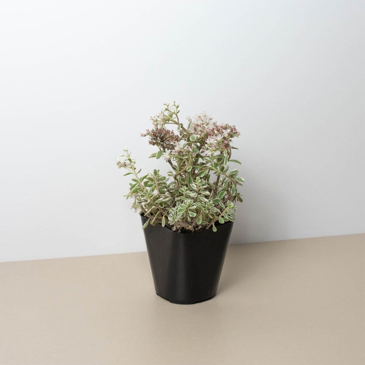 Sedum Tricolor-Trendy Gardener