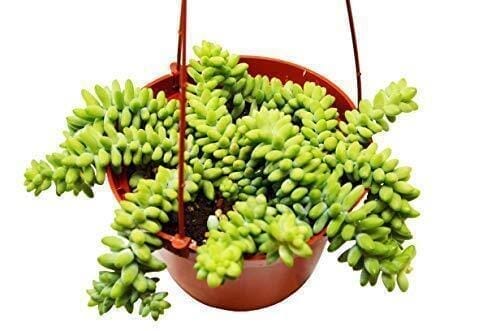 Sedum 'White Stone Crop' Succulent-Succulent-Trendy Gardener