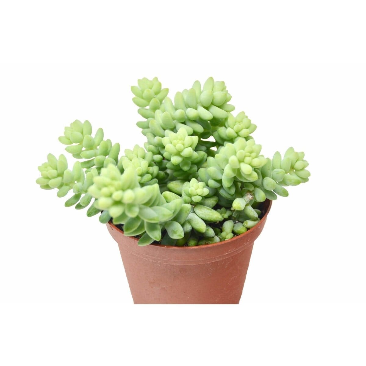 Sedum 'White Stone Crop' Succulent-Succulent-Trendy Gardener