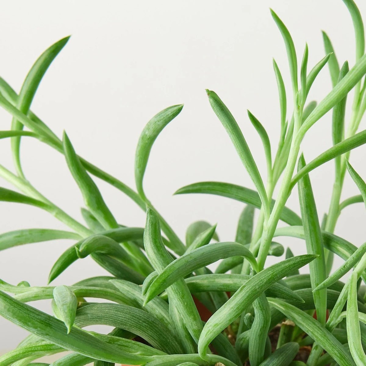 Senecio Succulent 'Fish Hooks'-Indoor Plants-Trendy Gardener