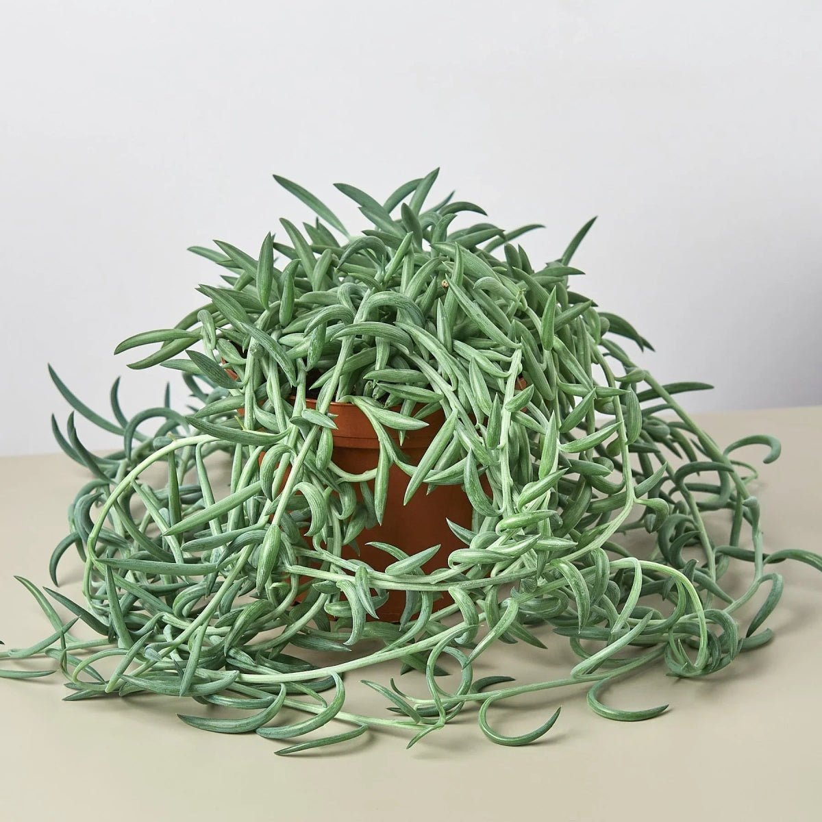 Senecio Succulent 'Fish Hooks'-Indoor Plants-Trendy Gardener