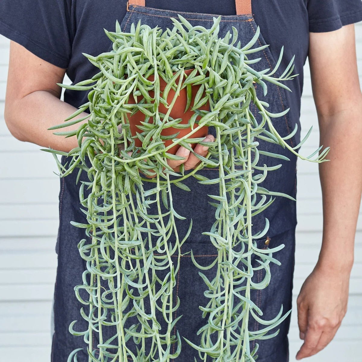 Senecio Succulent 'Fish Hooks'-Indoor Plants-Trendy Gardener