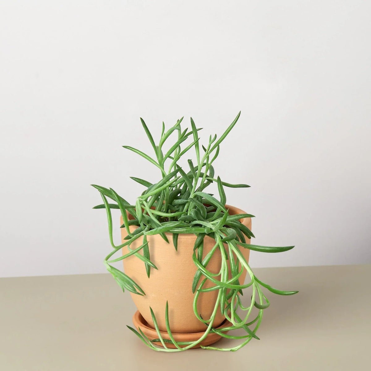 Senecio Succulent 'Fish Hooks'-Indoor Plants-Trendy Gardener