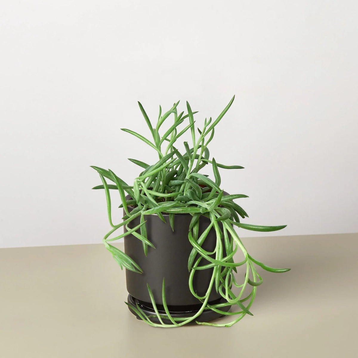 Senecio Succulent 'Fish Hooks'-Indoor Plants-Trendy Gardener