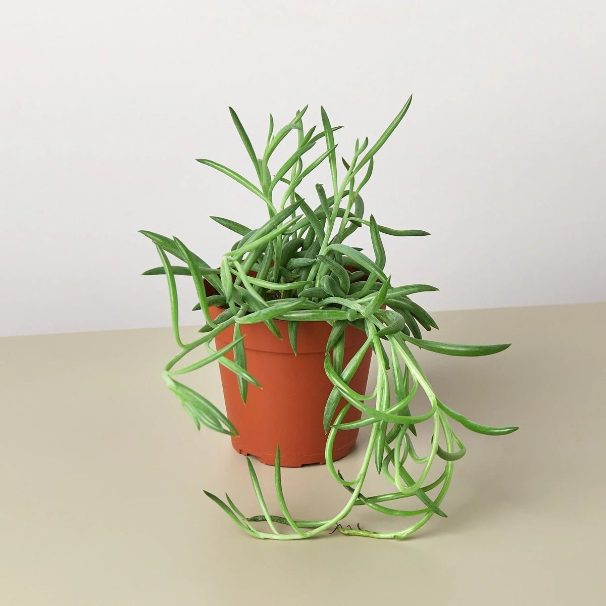 Senecio Succulent 'Fish Hooks'-Indoor Plants-Trendy Gardener