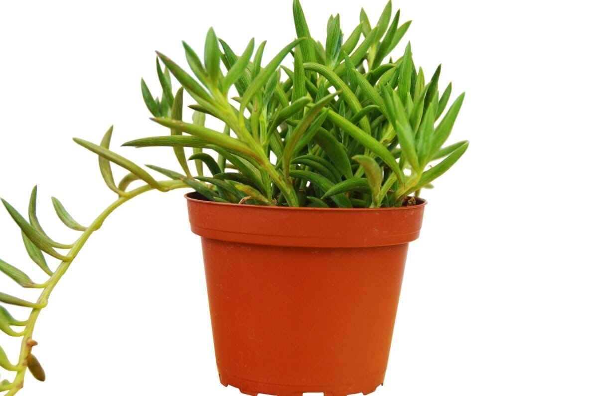 Senecio Succulent 'Fish Hooks'-Indoor Plants-Trendy Gardener