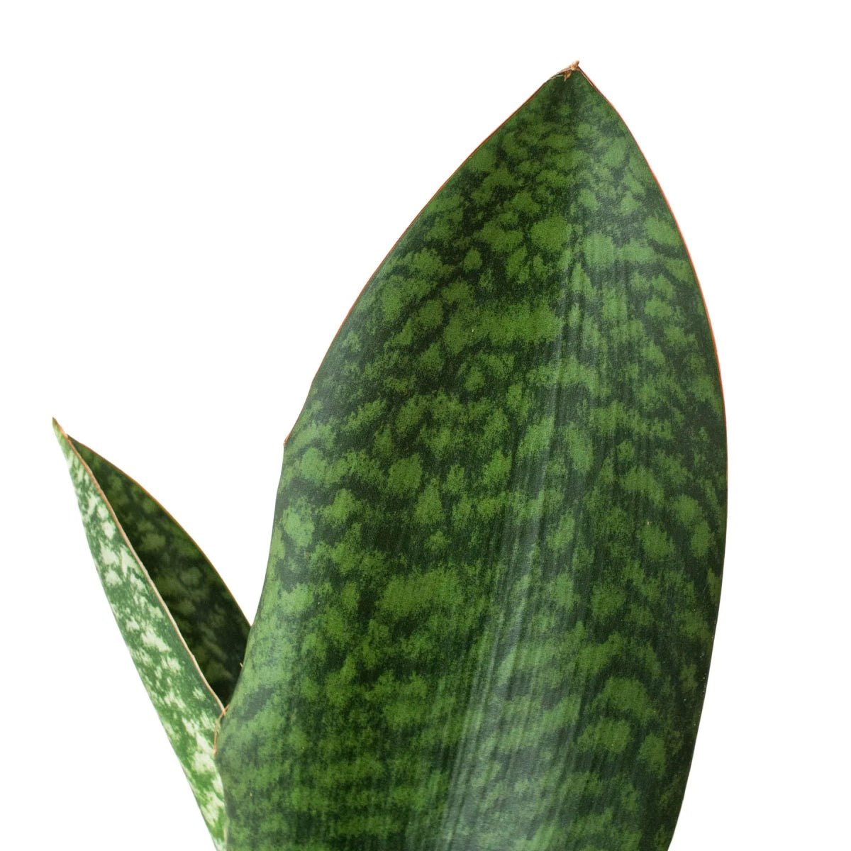 Shark Fin Snake Plant Indoor Plants Trendy Gardener 4" Pot 