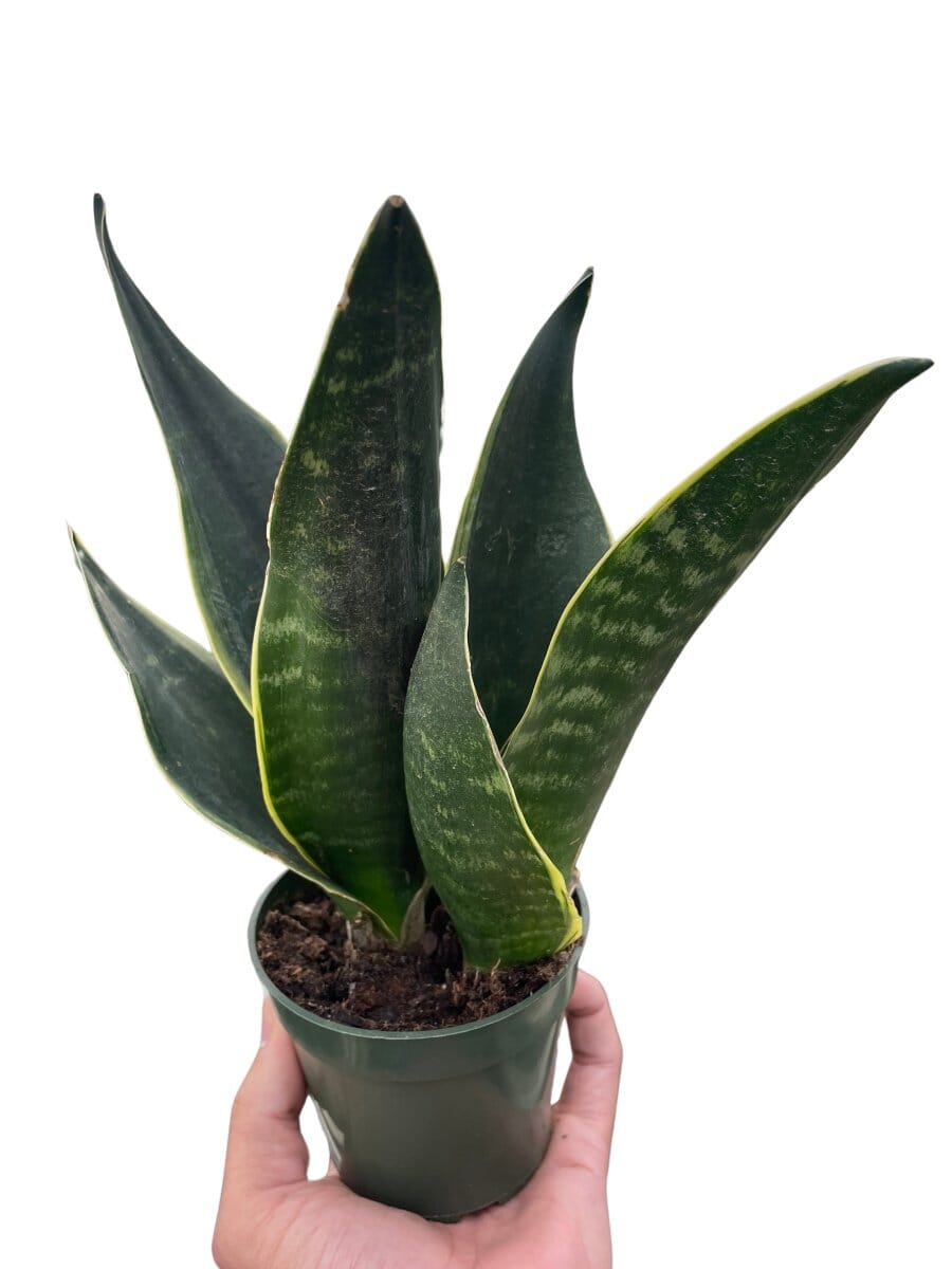 Snake 'Fabi'-Indoor Plants-Trendy Gardener