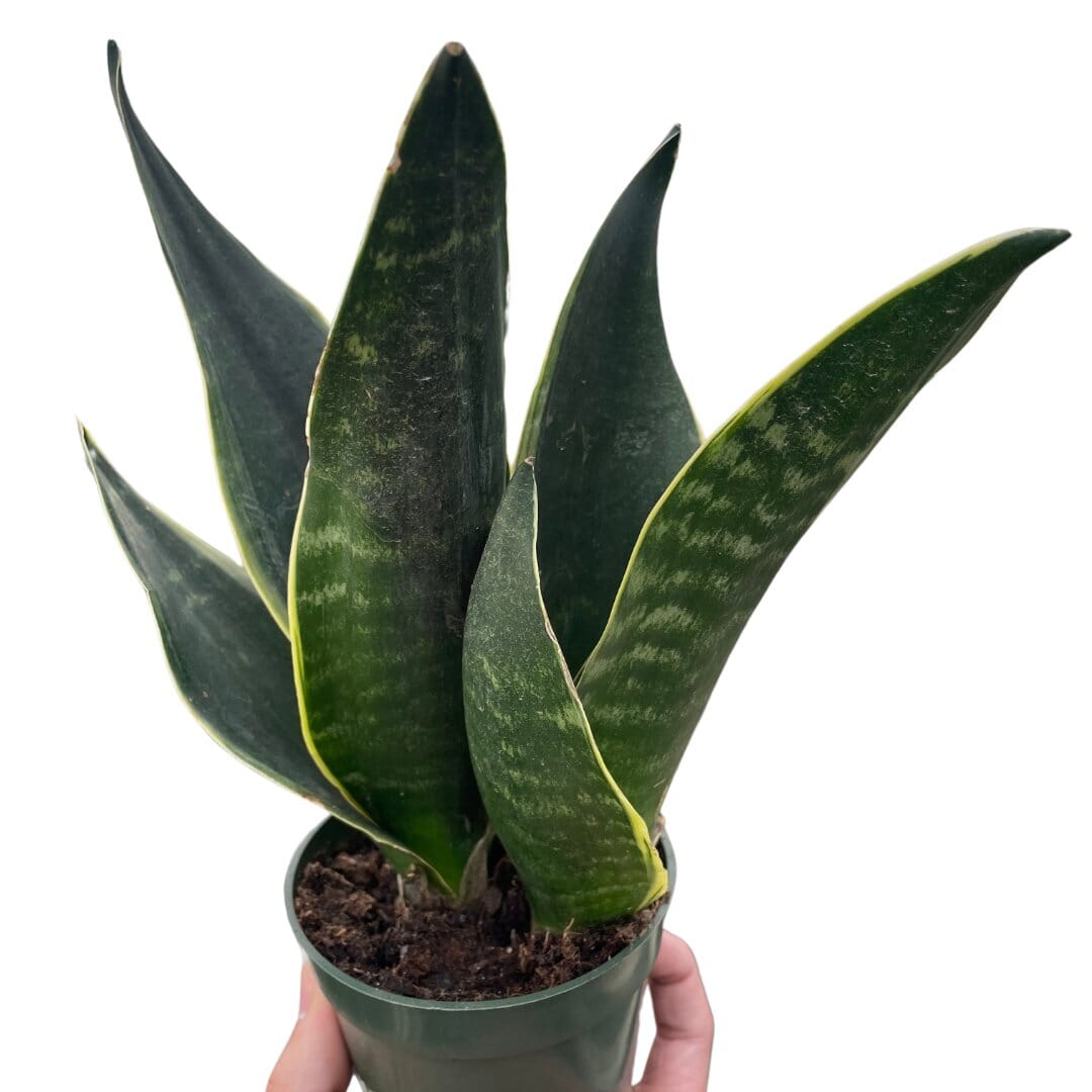 Snake 'Fabi'-Indoor Plants-Trendy Gardener