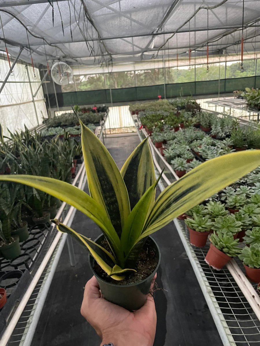 Snake 'Gold Flame'-Indoor Plants-Trendy Gardener