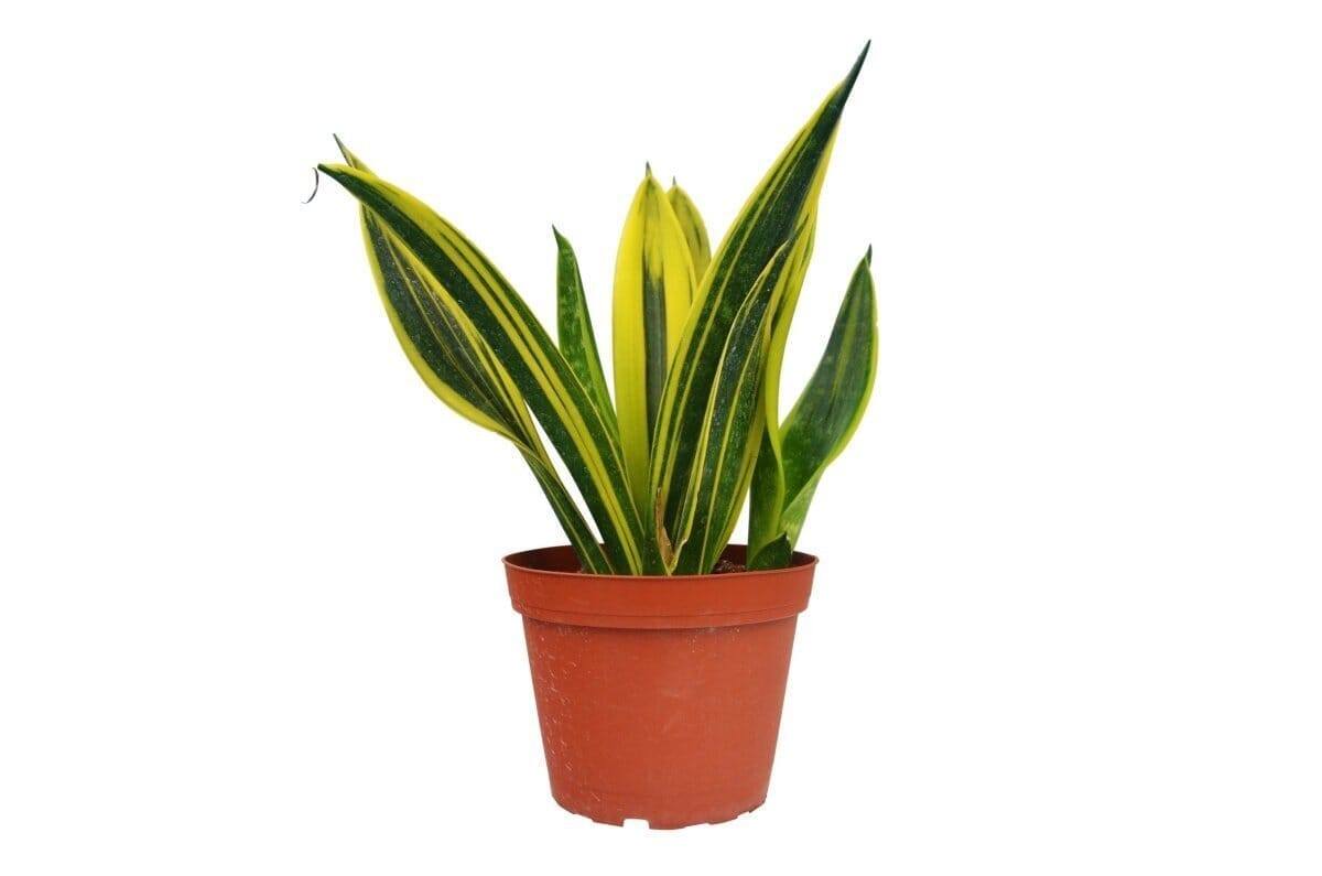 Snake 'Gold Flame'-Indoor Plants-Trendy Gardener