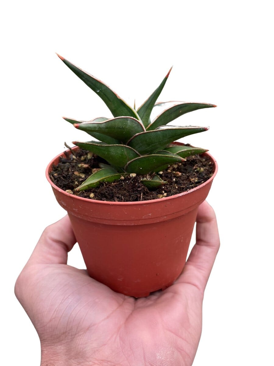 Snake 'Lavranos'-Indoor Plants-Trendy Gardener