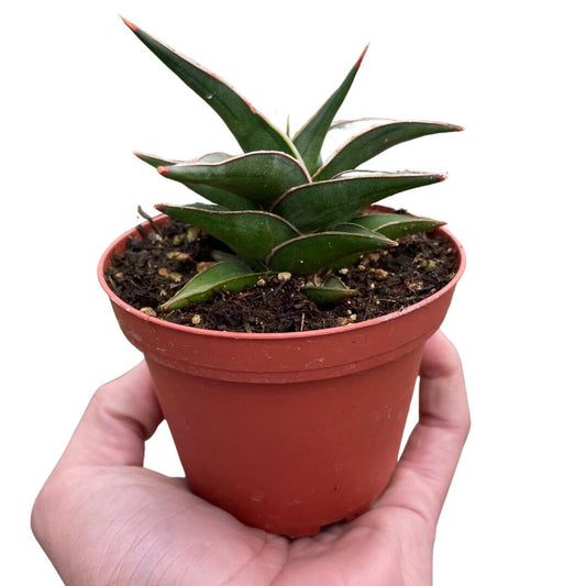 Snake 'Lavranos'-Indoor Plants-Trendy Gardener