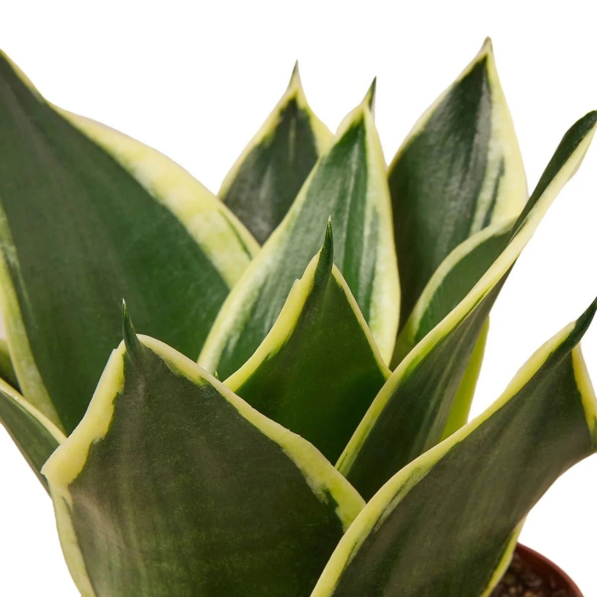 Snake Plant Black Gold-Indoor Plants-Trendy Gardener