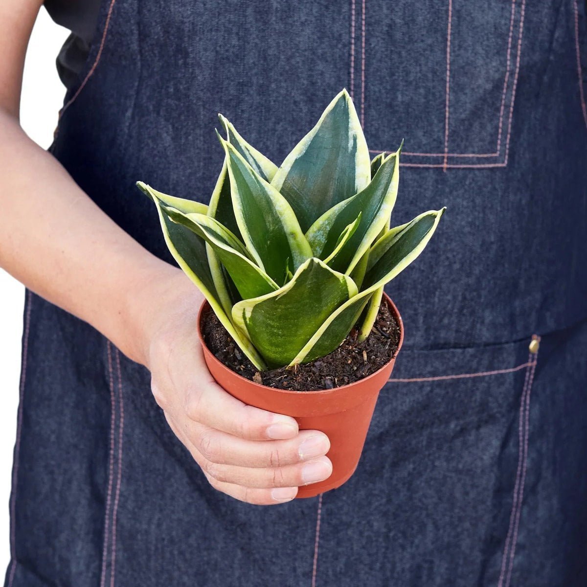 Snake Plant Black Gold-Indoor Plants-Trendy Gardener