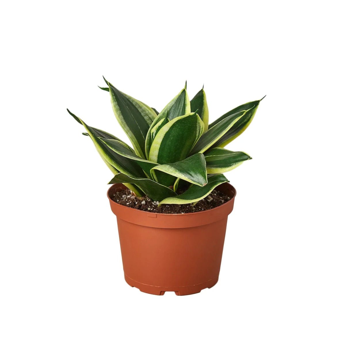 Snake Plant Black Gold-Indoor Plants-Trendy Gardener