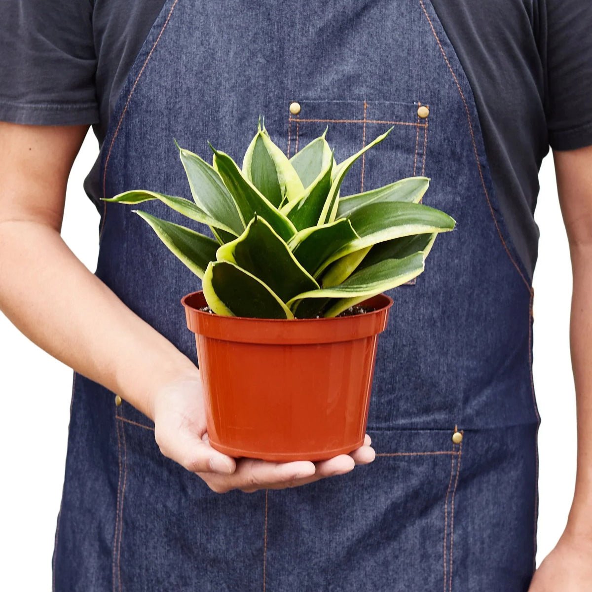 Snake Plant Black Gold-Indoor Plants-Trendy Gardener