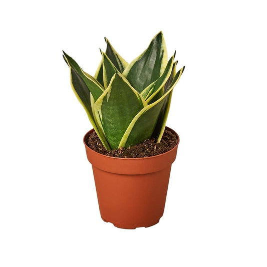 Snake Plant Black Gold-Indoor Plants-Trendy Gardener