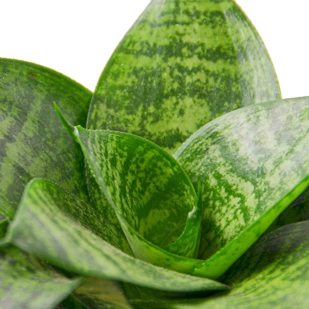 Snake Plant Black Robusta-Indoor Plants-Trendy Gardener