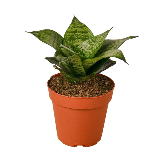 Snake Plant Black Robusta-Indoor Plants-Trendy Gardener