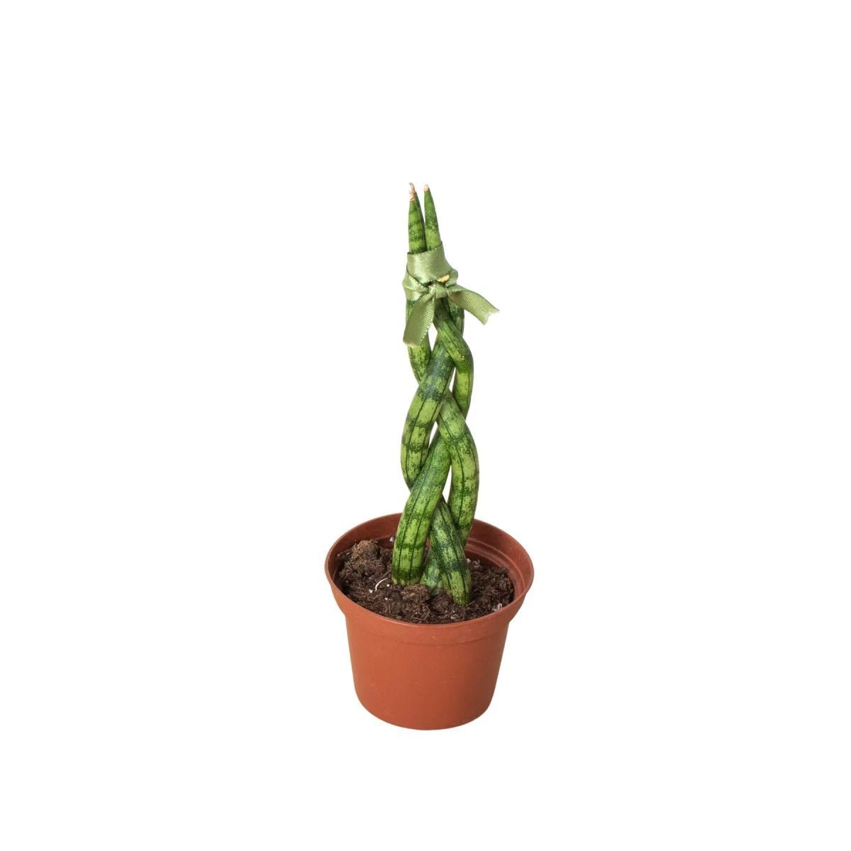 Snake Plant Braided-4" Plant-Trendy Gardener