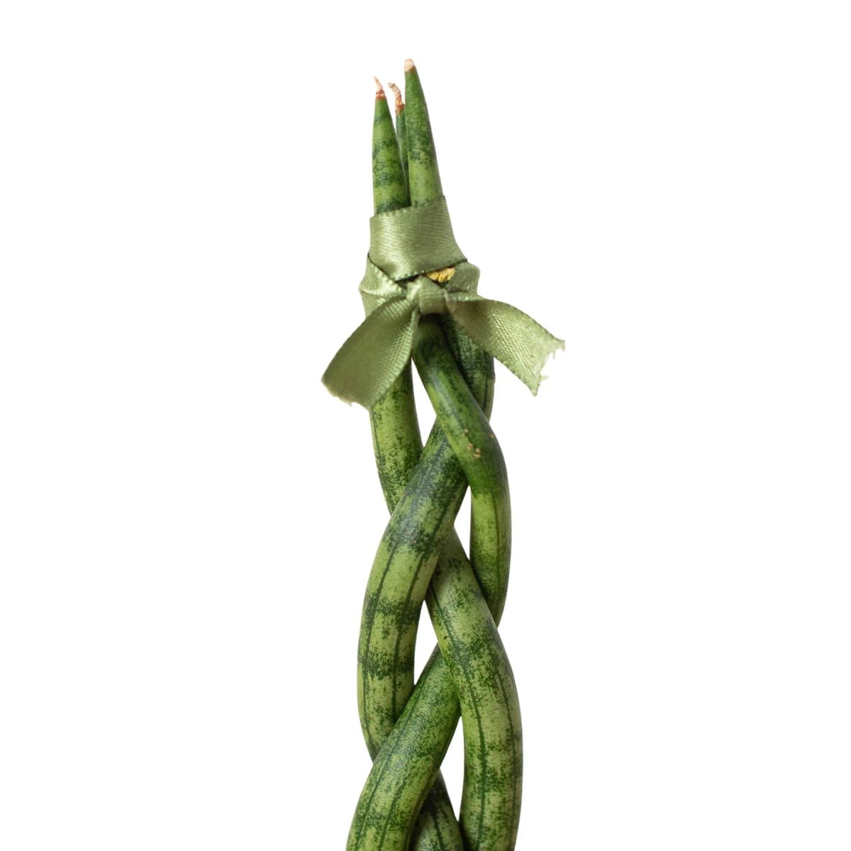 Snake Plant Braided-4" Plant-Trendy Gardener