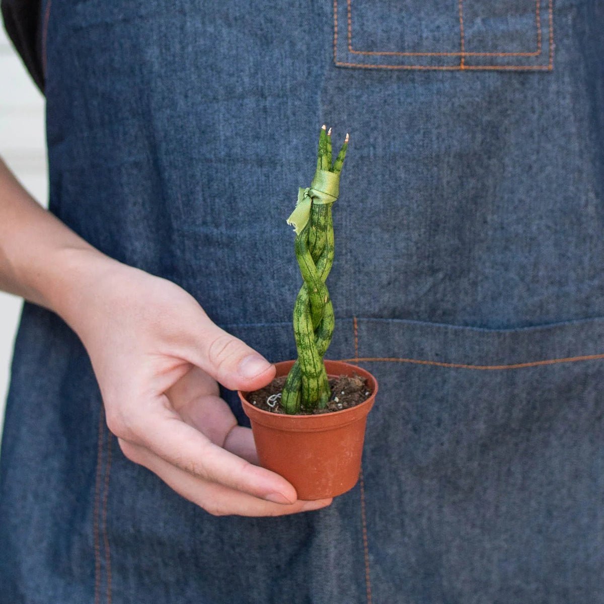 Snake Plant Braided-4" Plant-Trendy Gardener