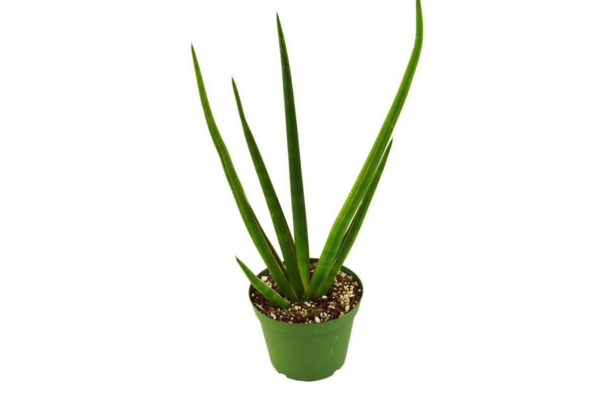 Snake Plant Cylindrica-4" Plant-Trendy Gardener