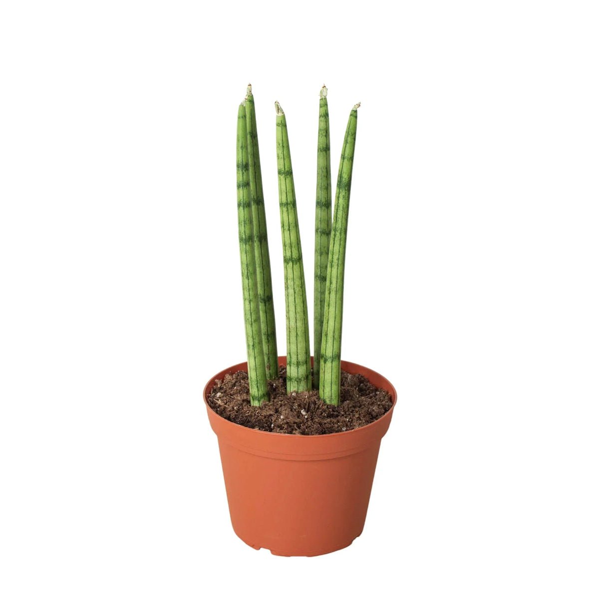 Snake Plant Cylindrica-4" Plant-Trendy Gardener