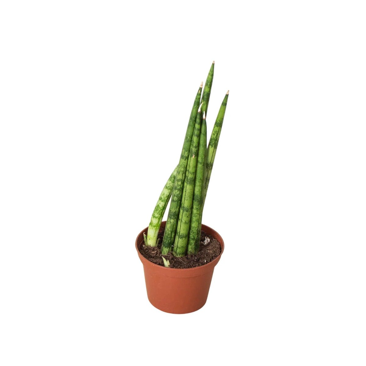 Snake Plant Cylindrica-4" Plant-Trendy Gardener