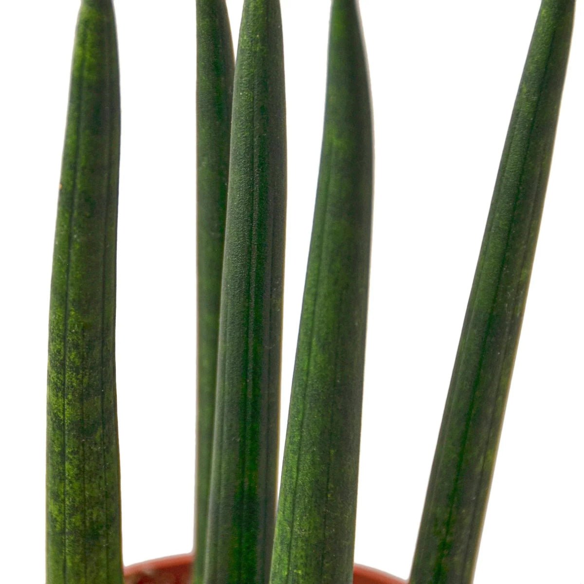 Snake Plant Cylindrica-4" Plant-Trendy Gardener