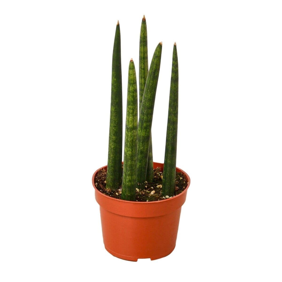 Snake Plant Cylindrica-4" Plant-Trendy Gardener