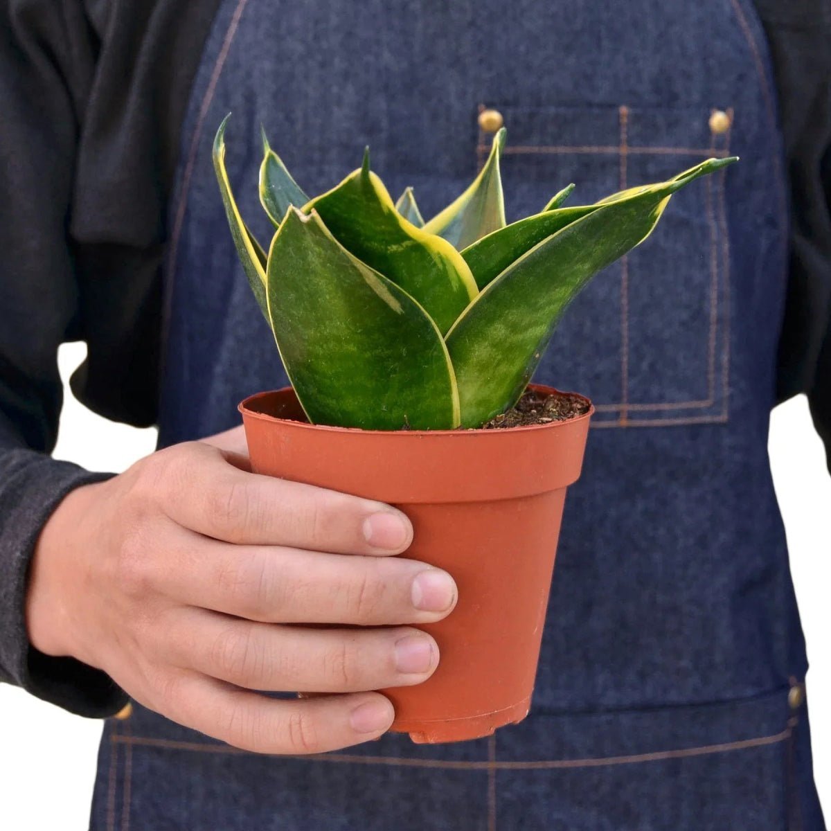 Snake Plant Emerald Star-4" Plant-Trendy Gardener