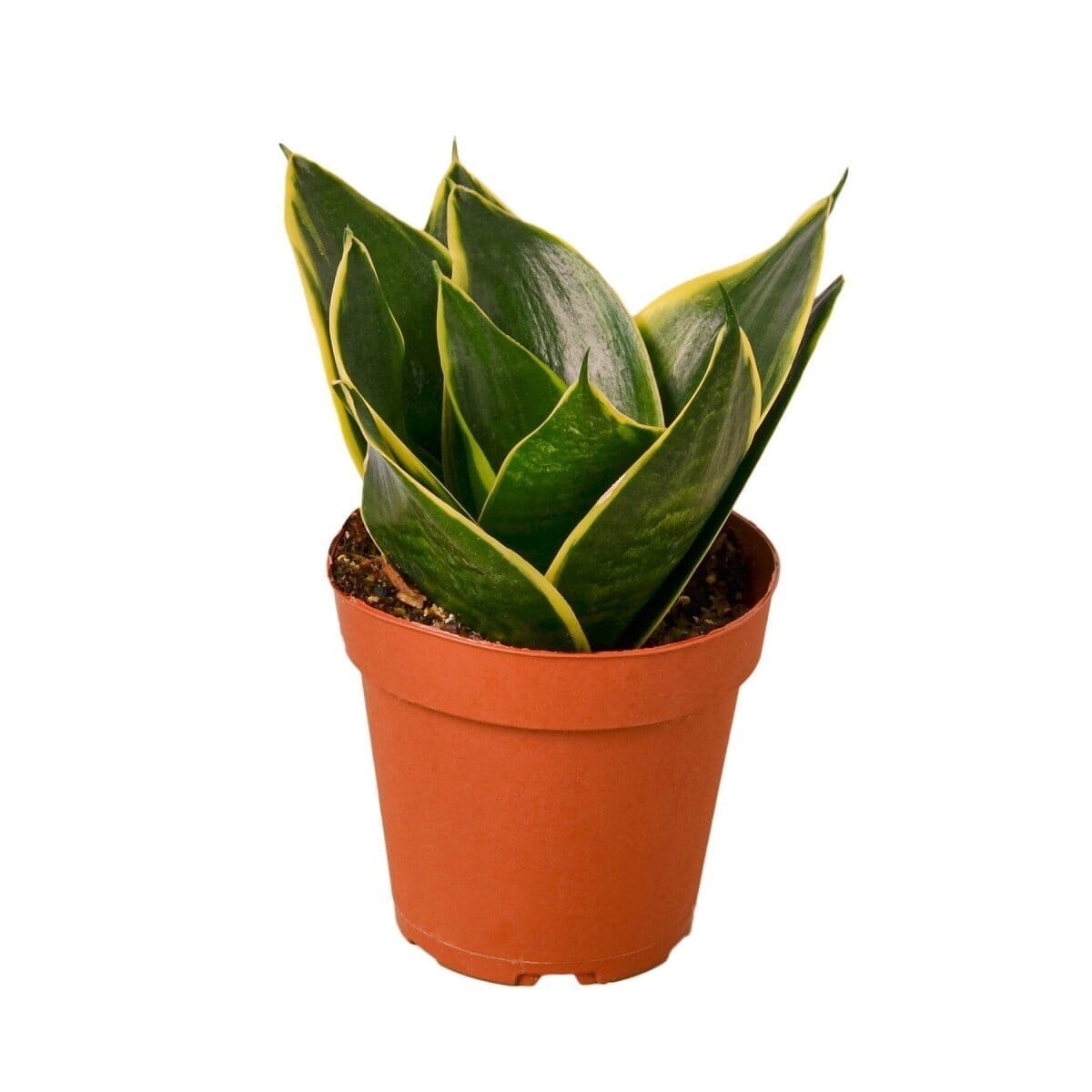 Snake Plant Emerald Star-4" Plant-Trendy Gardener