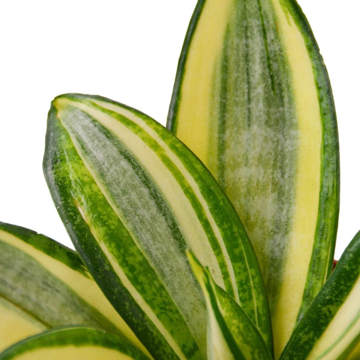 Snake Plant Gold Hahnii-Indoor Plants-Trendy Gardener