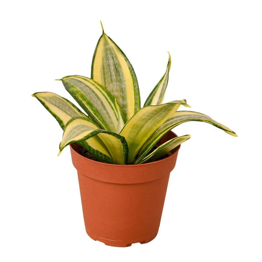 Snake Plant Gold Hahnii-Indoor Plants-Trendy Gardener