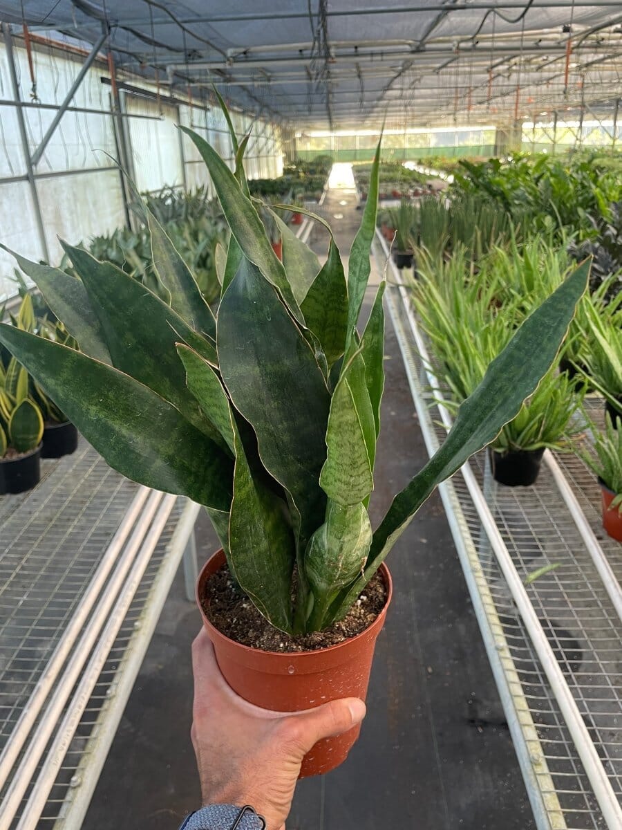 Snake Plant 'Jaboa'-Indoor Plants-Trendy Gardener