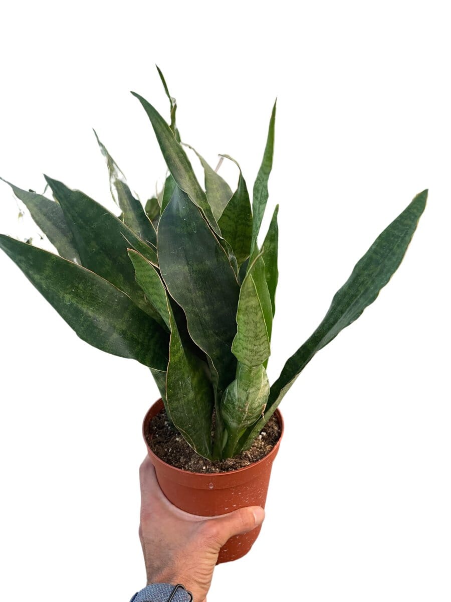 Snake Plant 'Jaboa'-Indoor Plants-Trendy Gardener