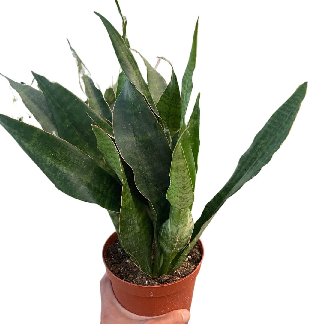 Snake Plant 'Jaboa'-Indoor Plants-Trendy Gardener