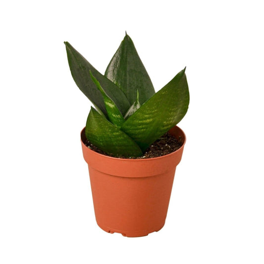 Snake Plant Jade-Indoor Plants-Trendy Gardener