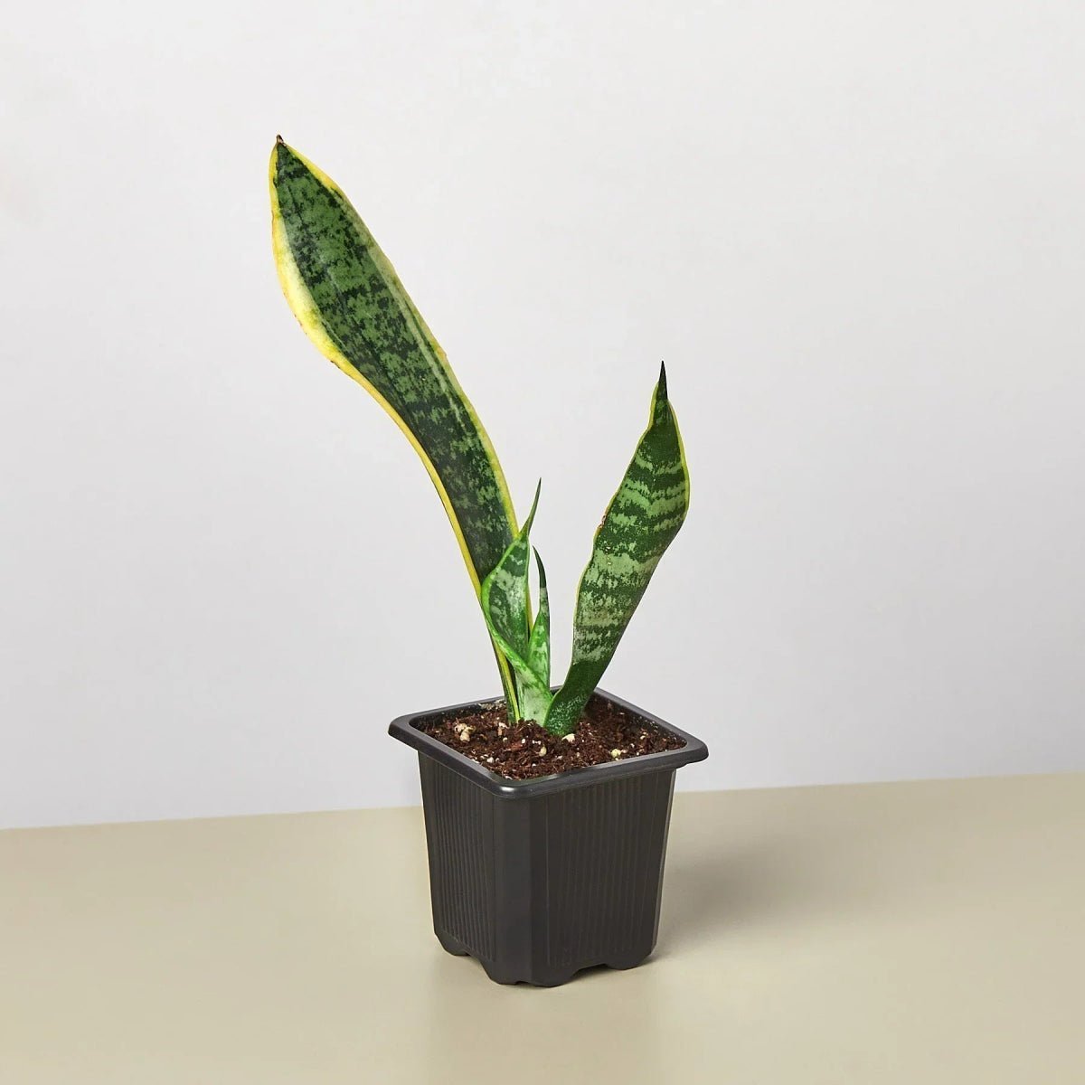 Snake Plant Laurentii-4" Plant-Trendy Gardener